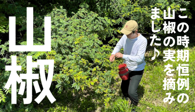 この時期恒例の山椒の実を摘みました♪